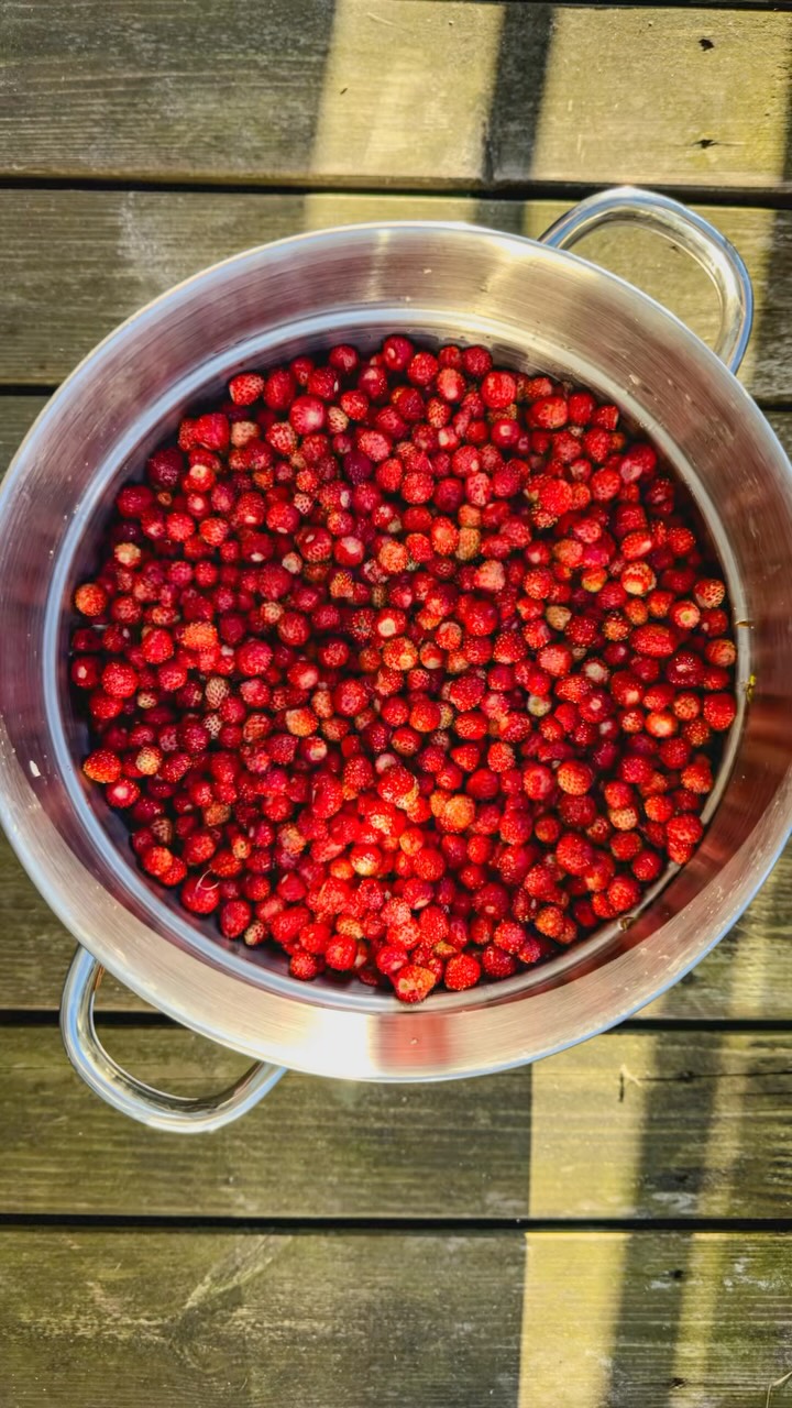 If you happen to be that happy person, who gets a decent amount of wild strawberries from a forest, and you have short of time, but you see that they won’t last another night…😱  You just rinse them with cold water, drain thoroughly on a large sieve, then blend them with at least half a cup of caster sugar (plain white sugar) or more (according to your taste and the amount of berries). You also add a few drops of organic vanilla extract and blend everything properly in a blender, until smooth.  Then you pour a bit for yourself and your loved ones to indulge the same day / night. The rest of this magic red potion you pour into small plastic containers and stick them into the freezer.  This way you have a portioned treat on hand, whenever you need a healthy yummy jam for your pancakes, waffles, porridge or smoothie bowl! 🍓  #rawfood #plantbasedfood #wildstrawberry